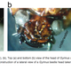 Illustration for article titled 10 Grossest Bug Parts, Ranked
